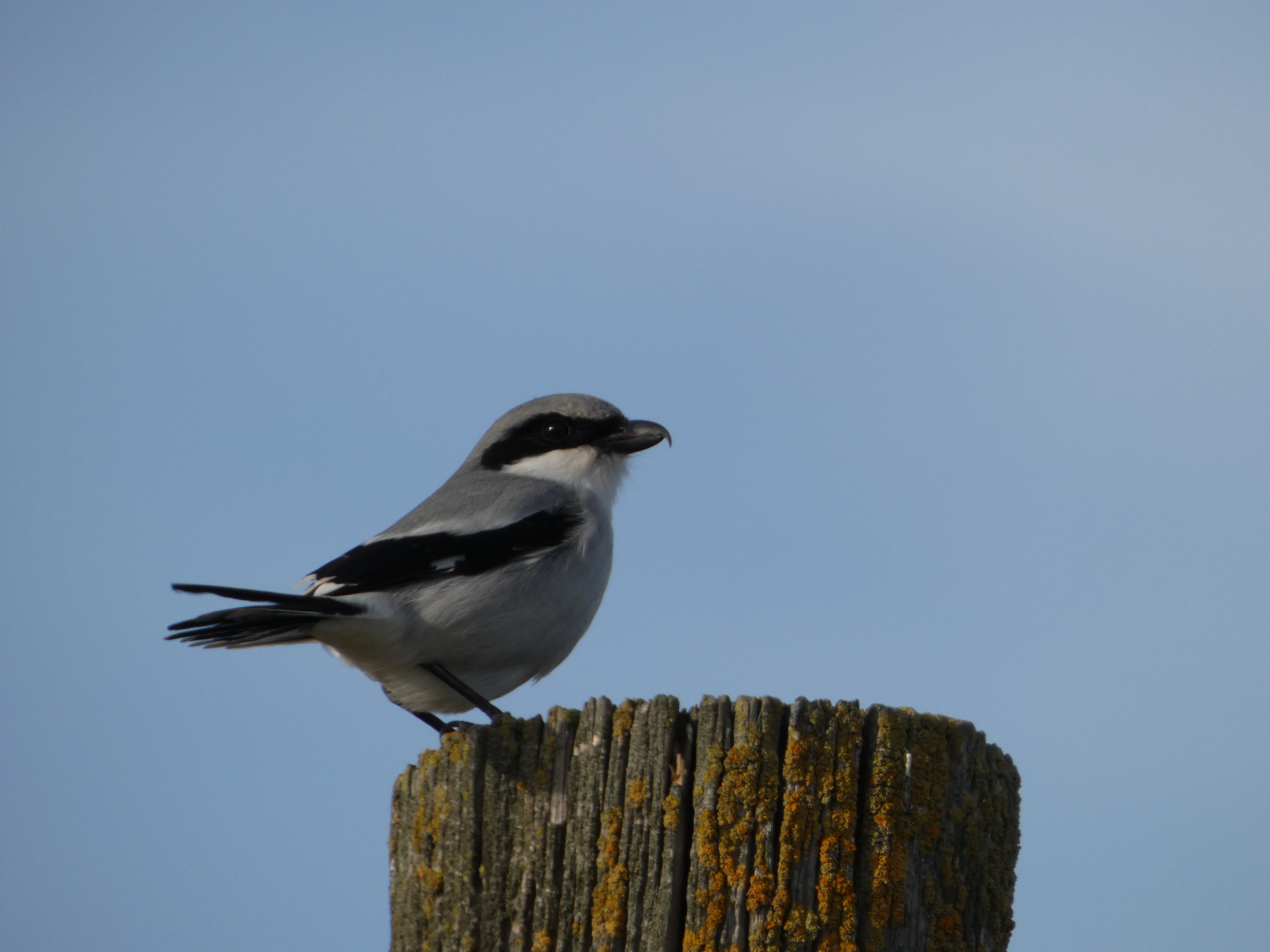 Loggerhead Shrike