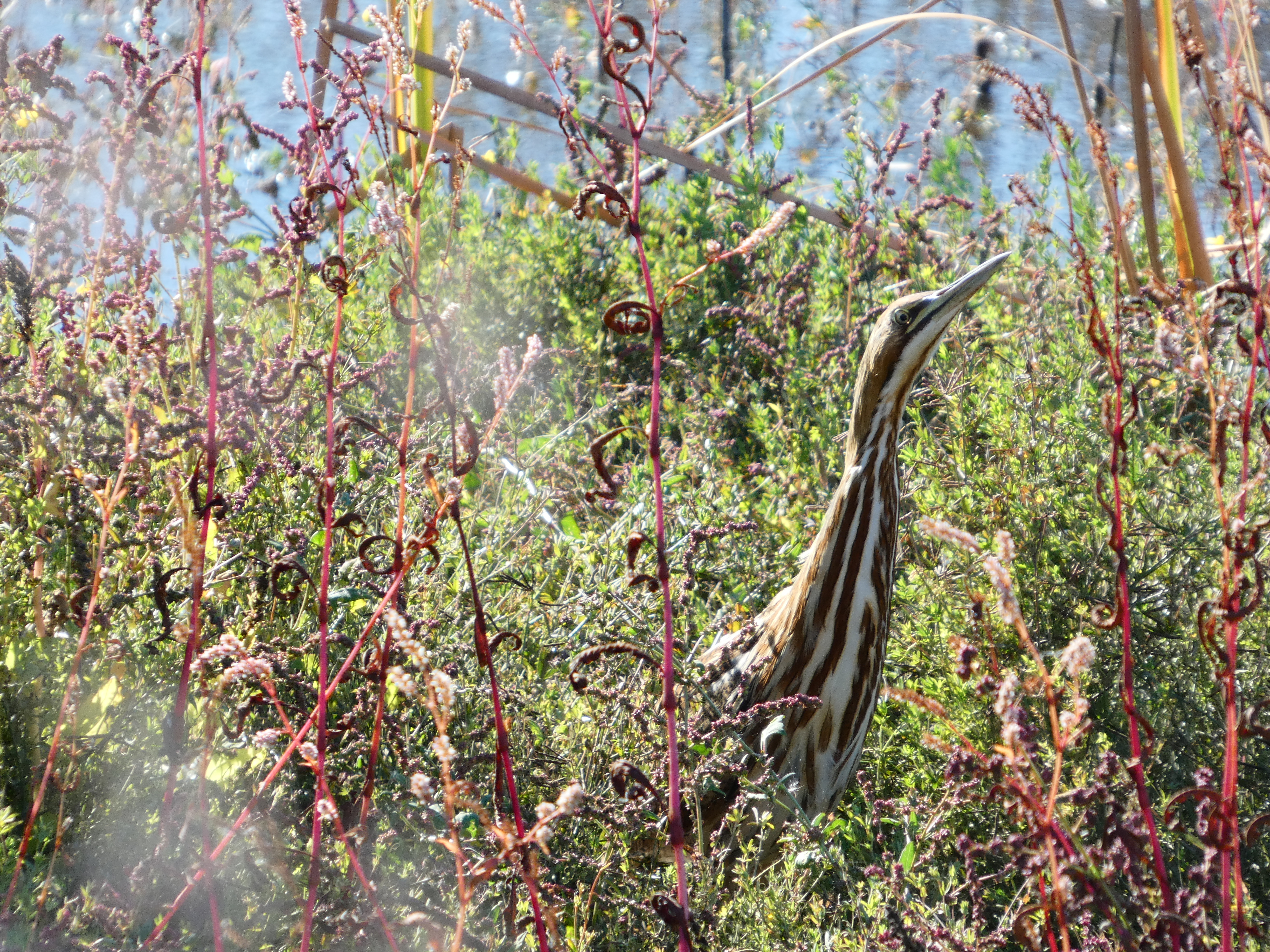 American Bittern