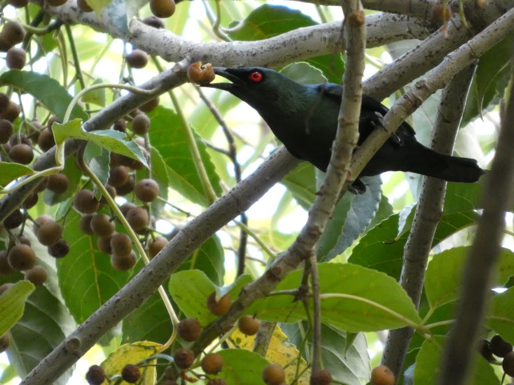 Asian Glossy Starling