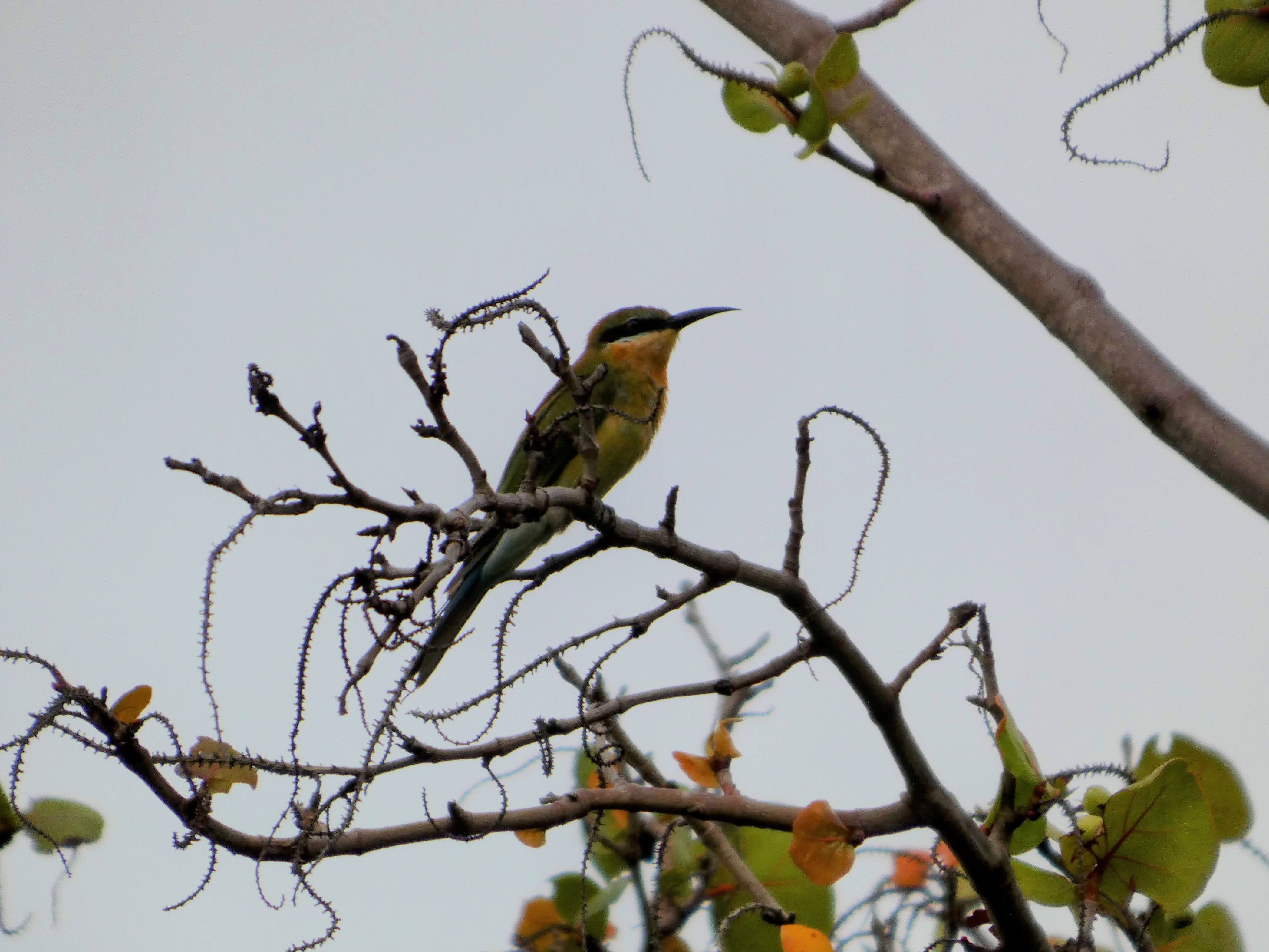 Blue-tailed Bee-eater