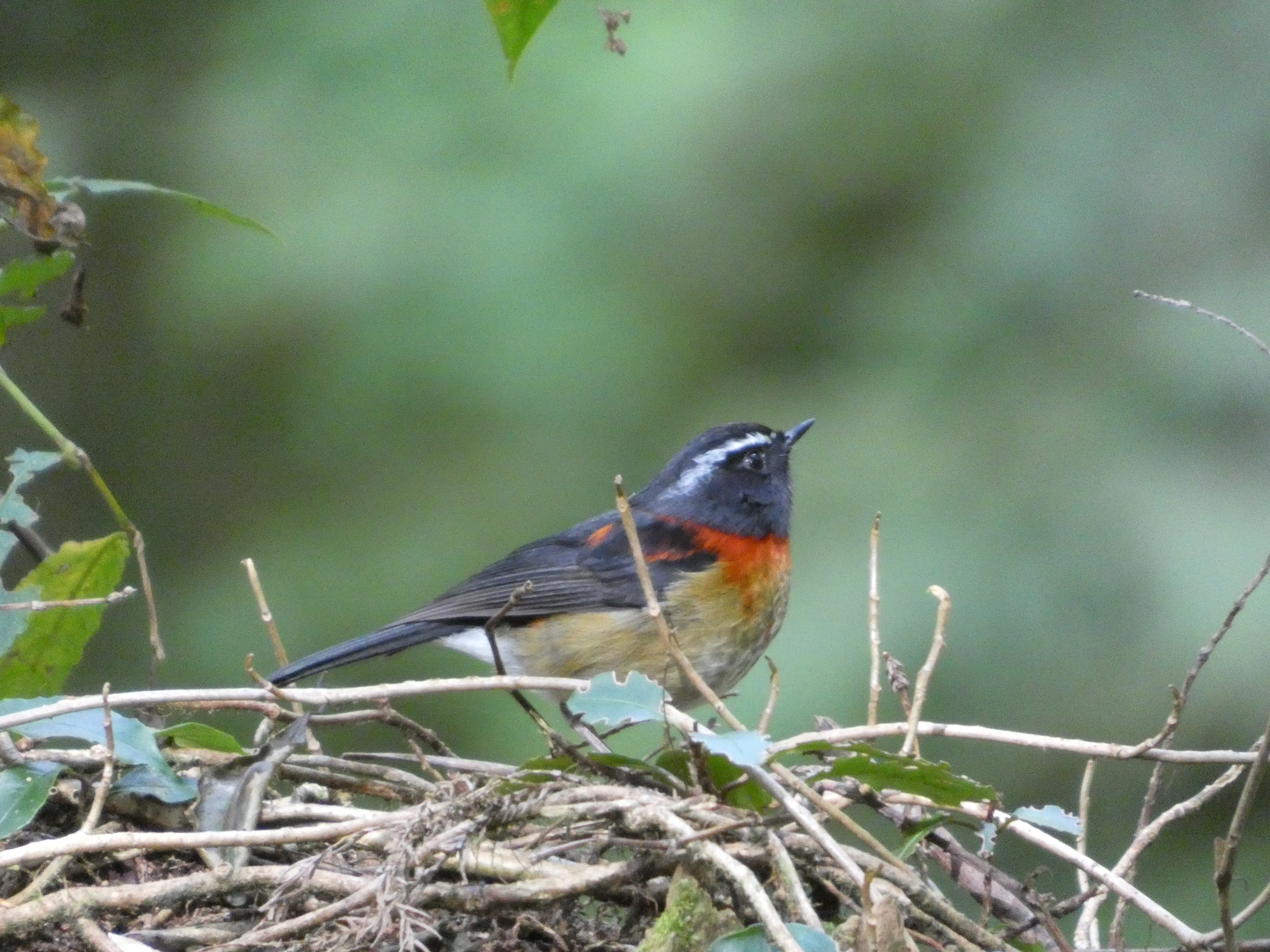 Collared Bush Robin