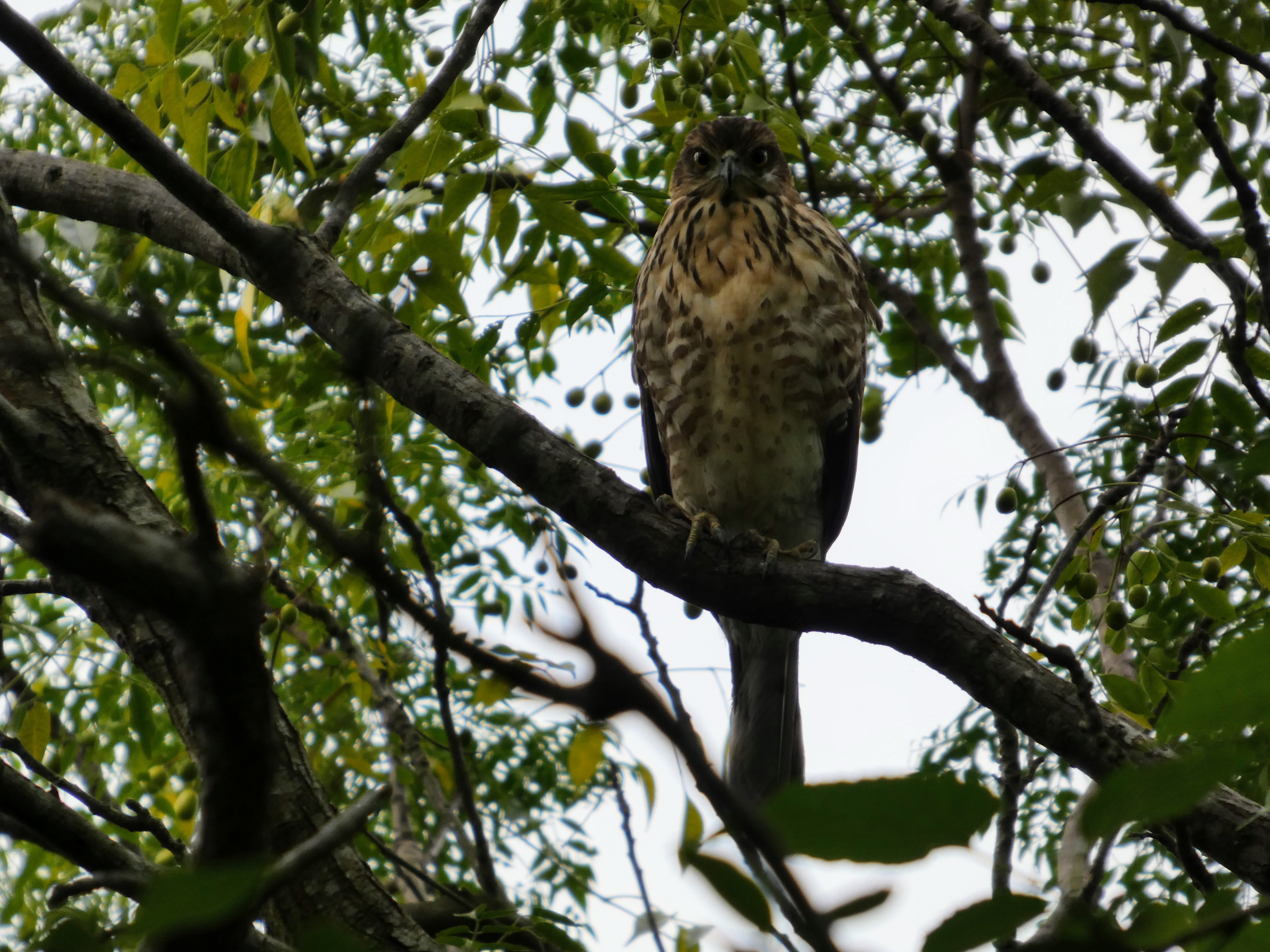 Crested Goshawk