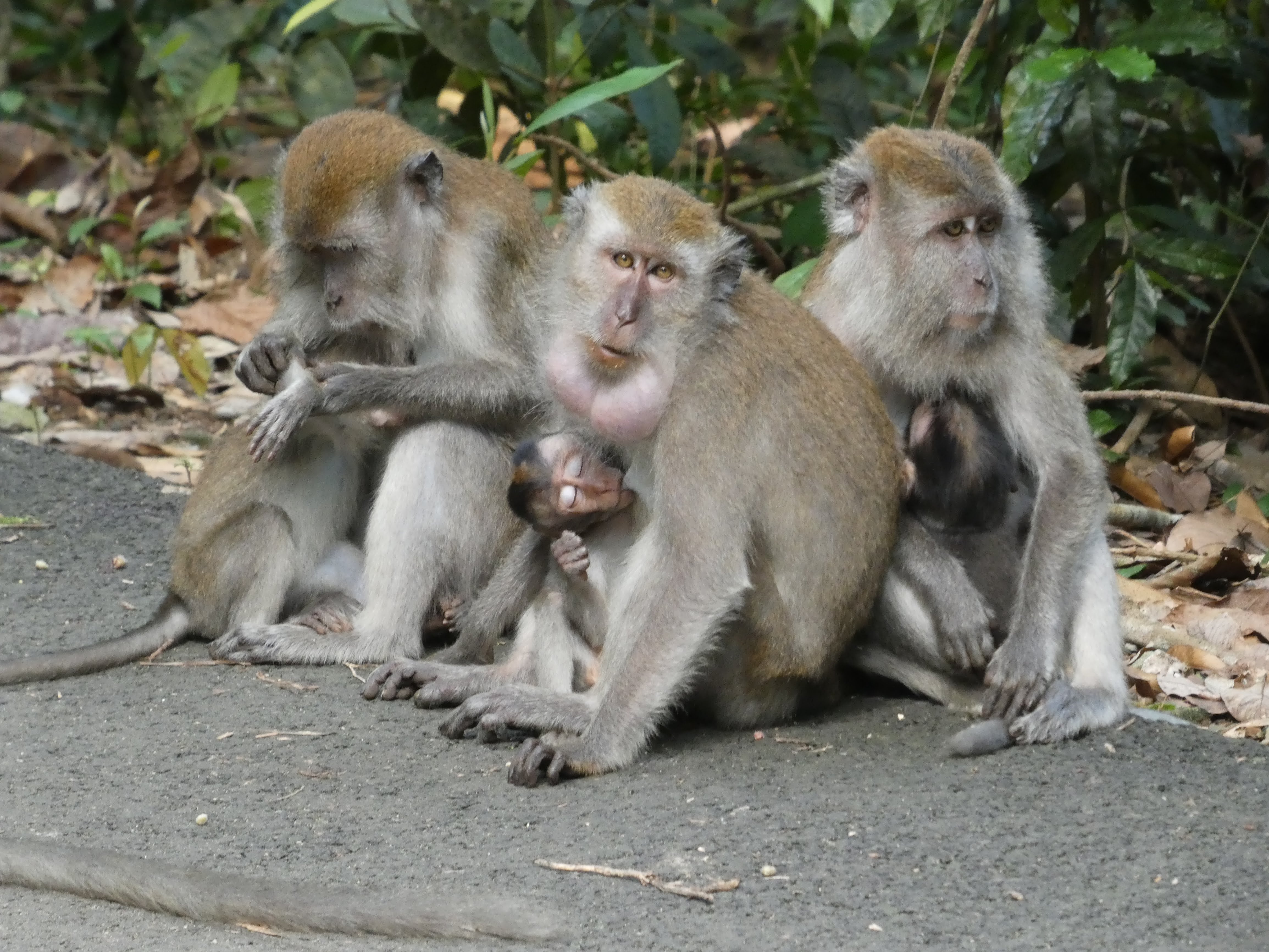 Long-tailed macaque family