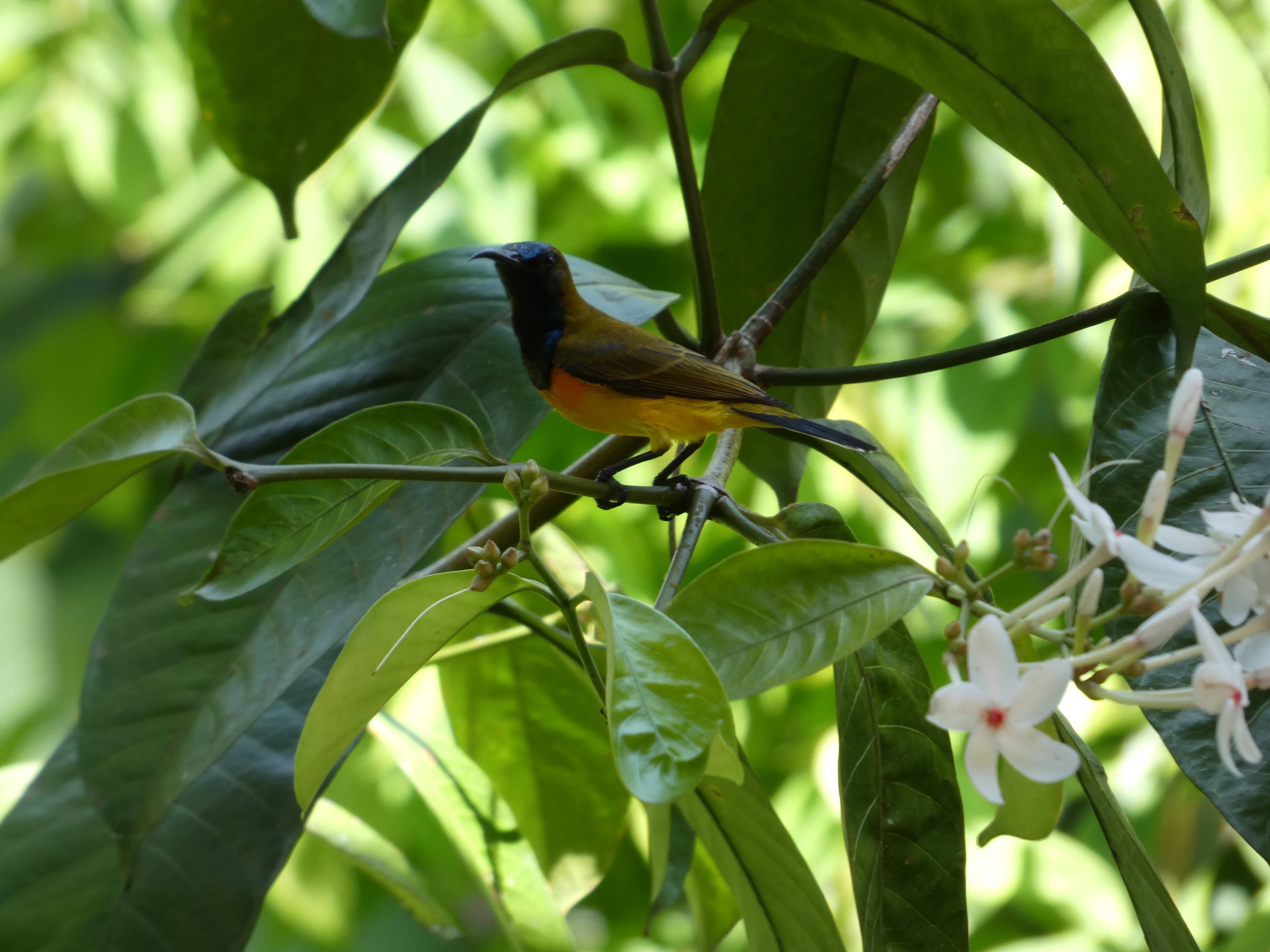 Ornate Sunbird