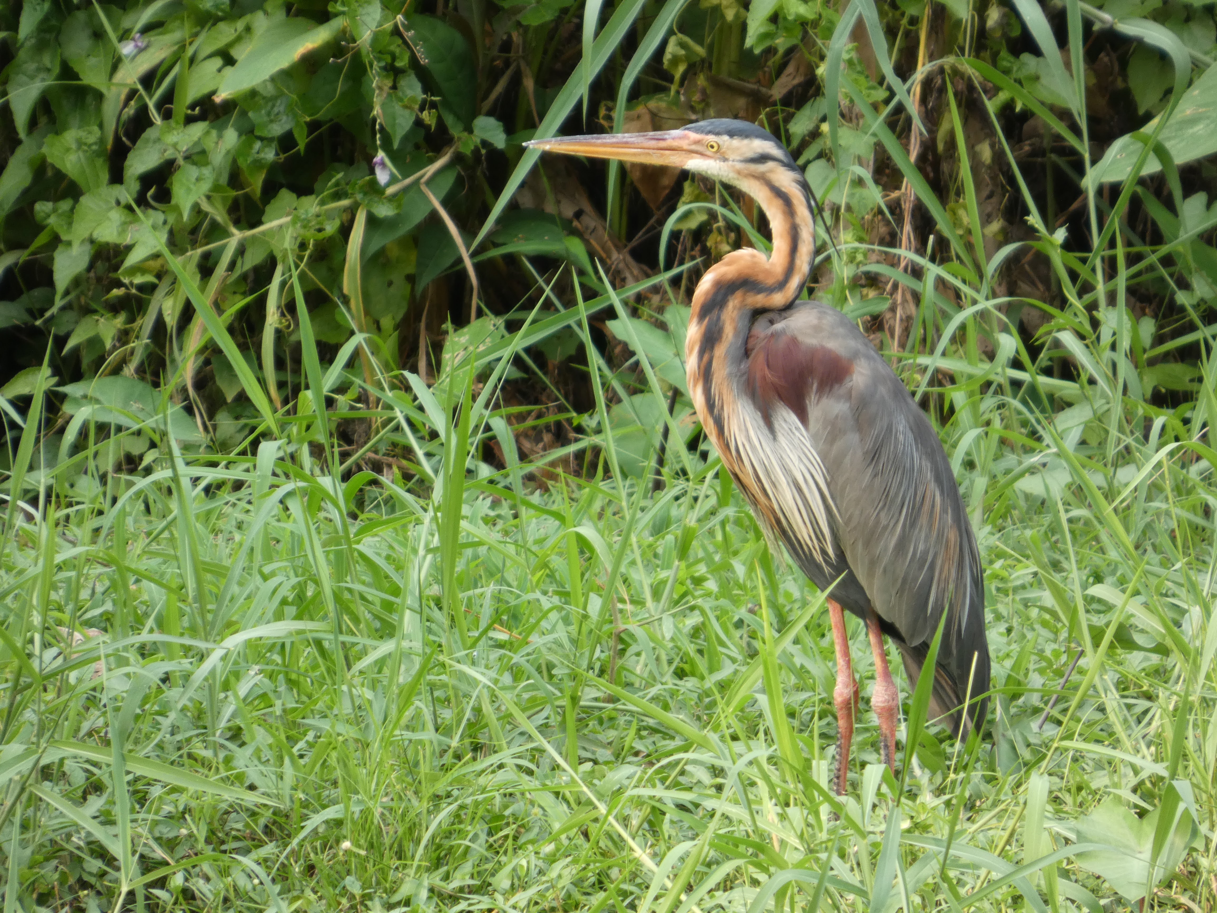 Purple Heron