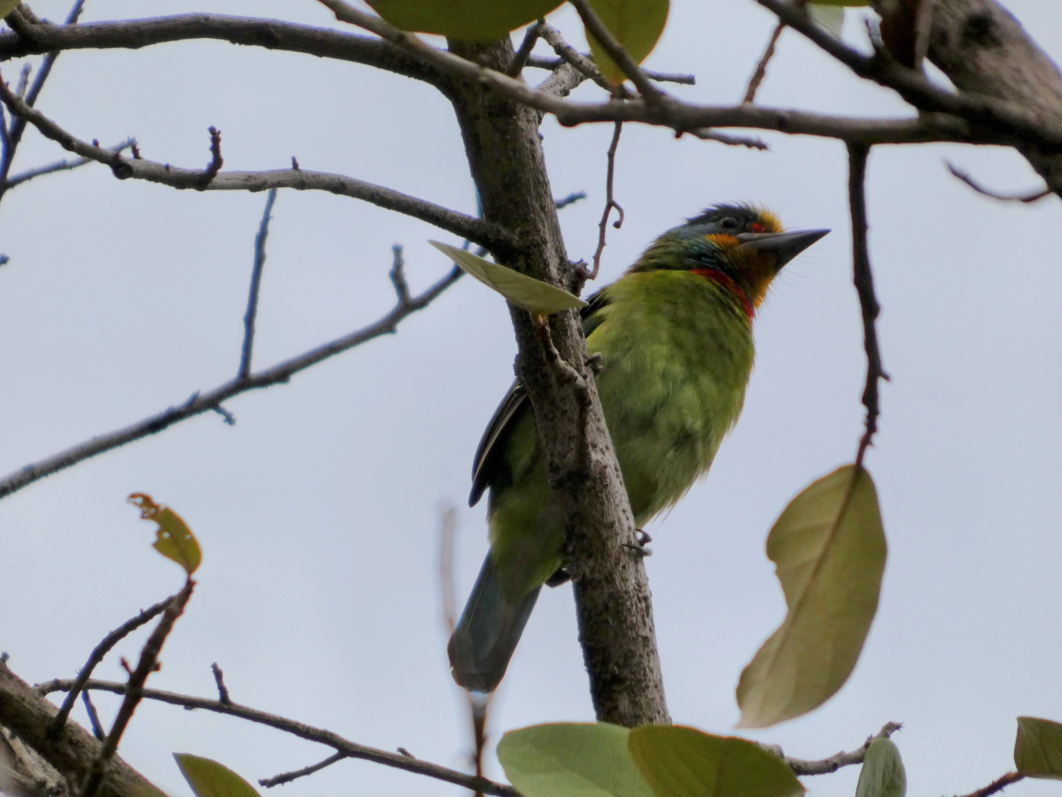Taiwan Barbet