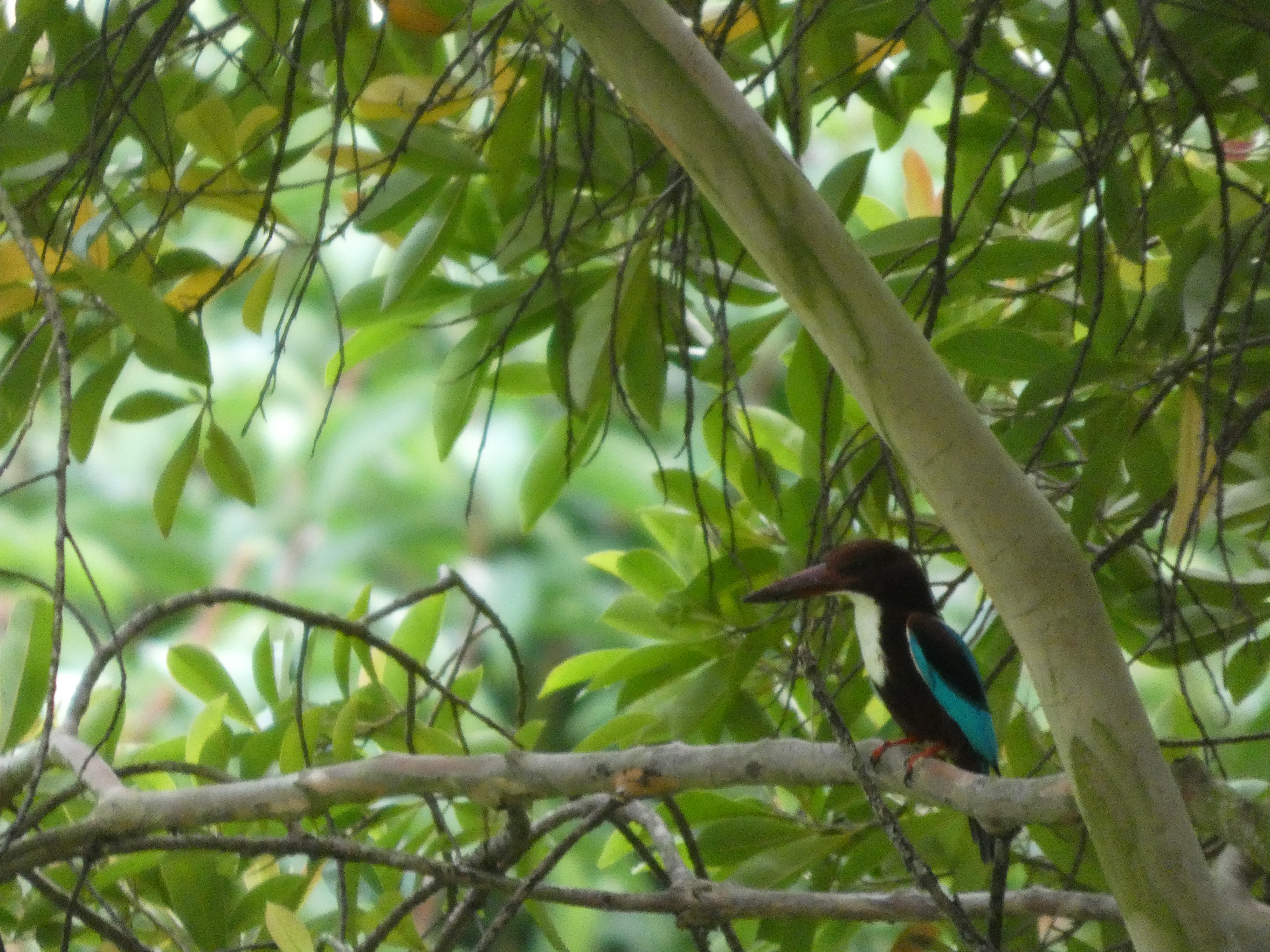 White-throated Kingfisher