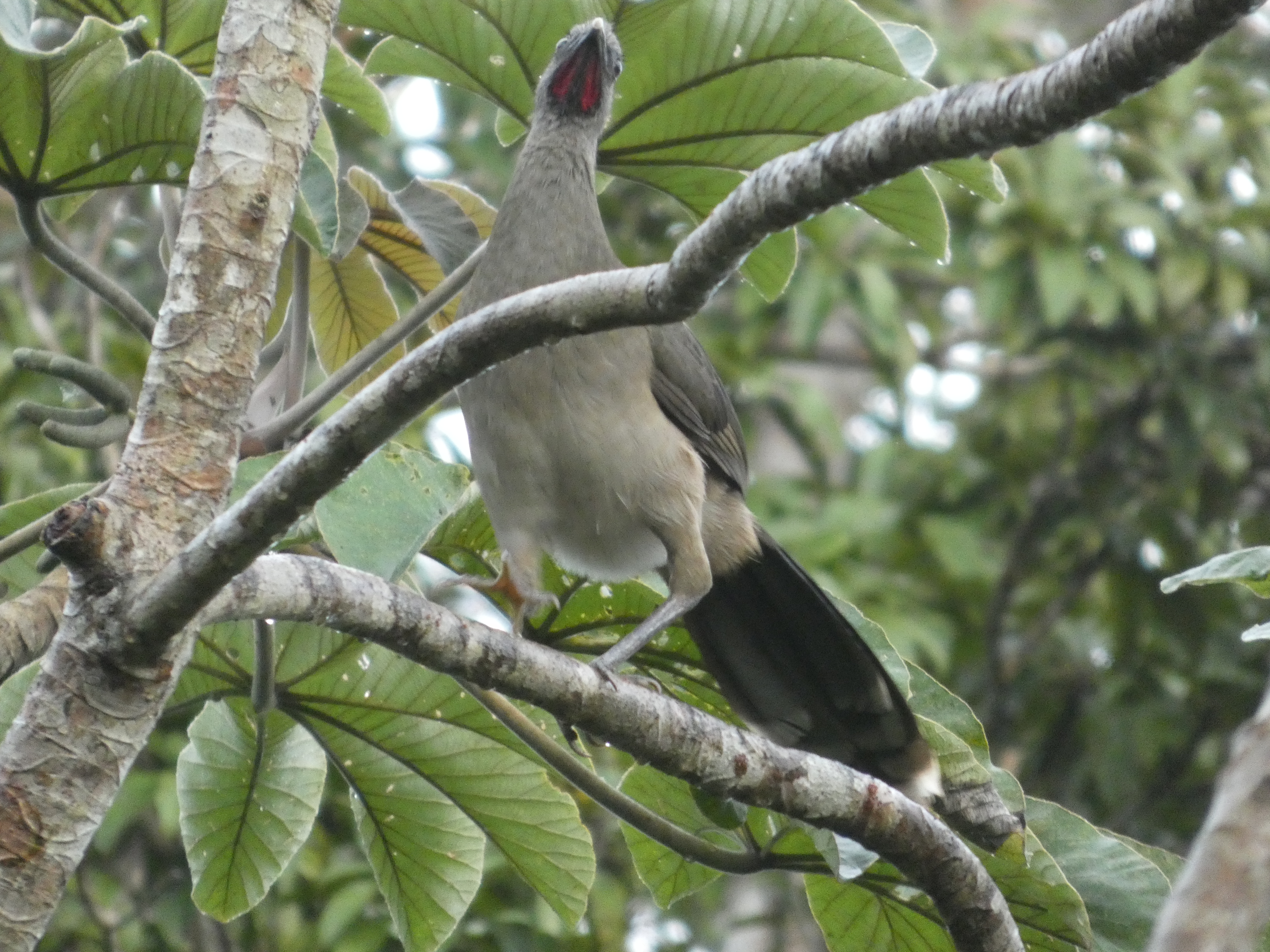 Plain Chachalaca