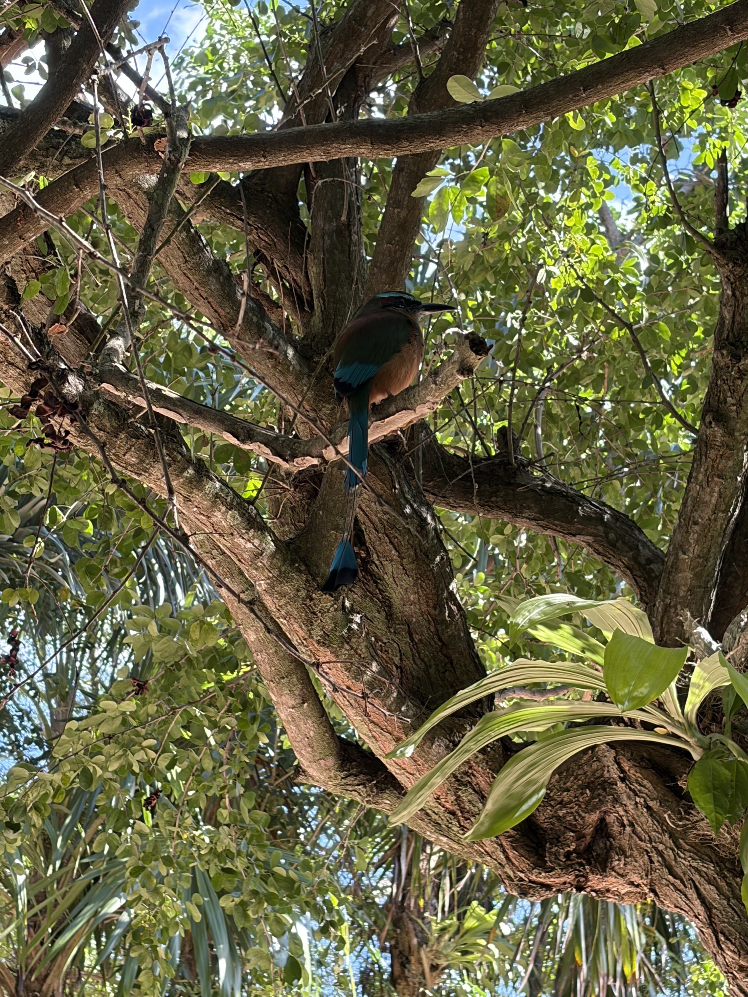 Turquoise-browed Motmot