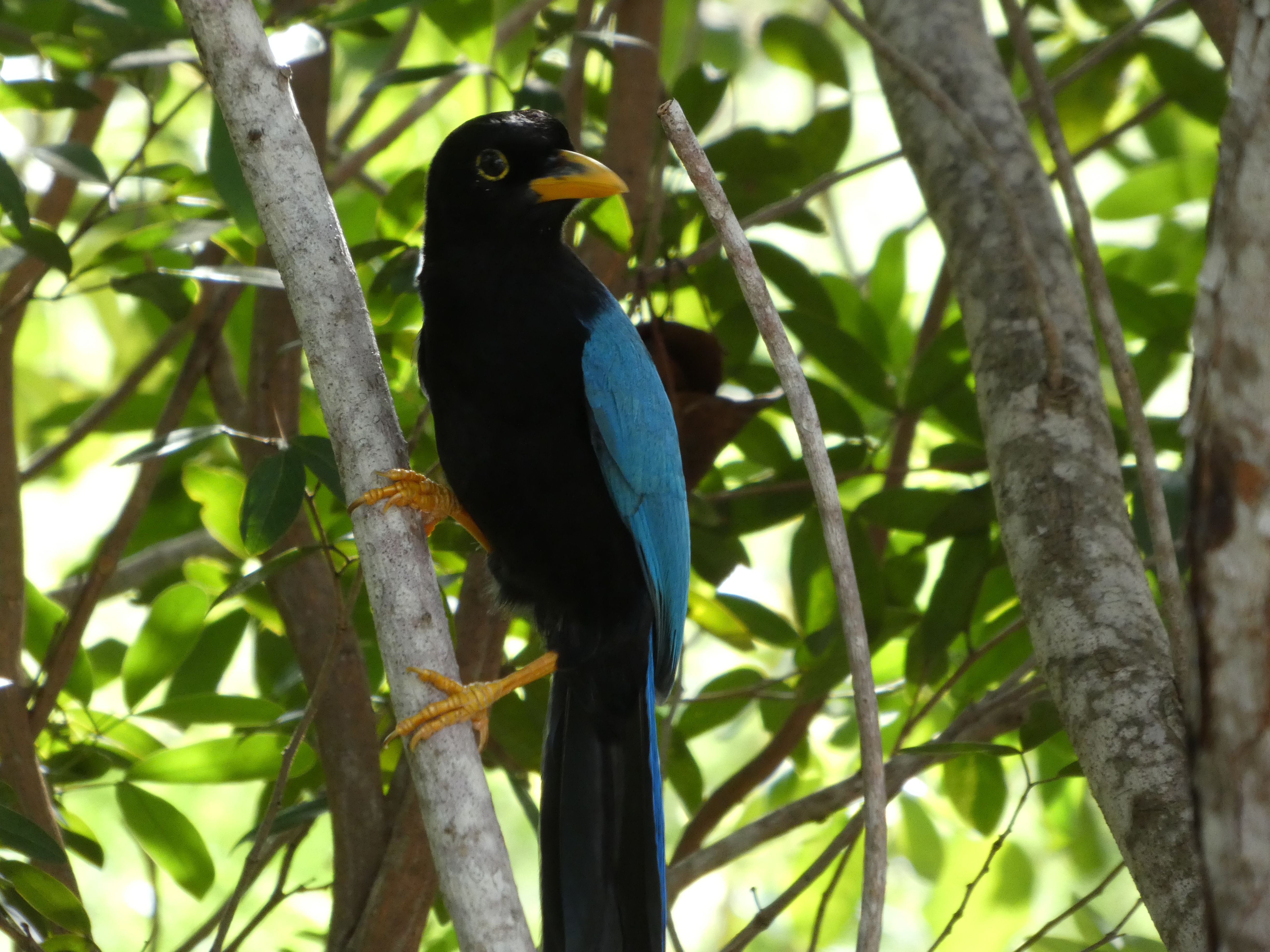 Yucatan Jay