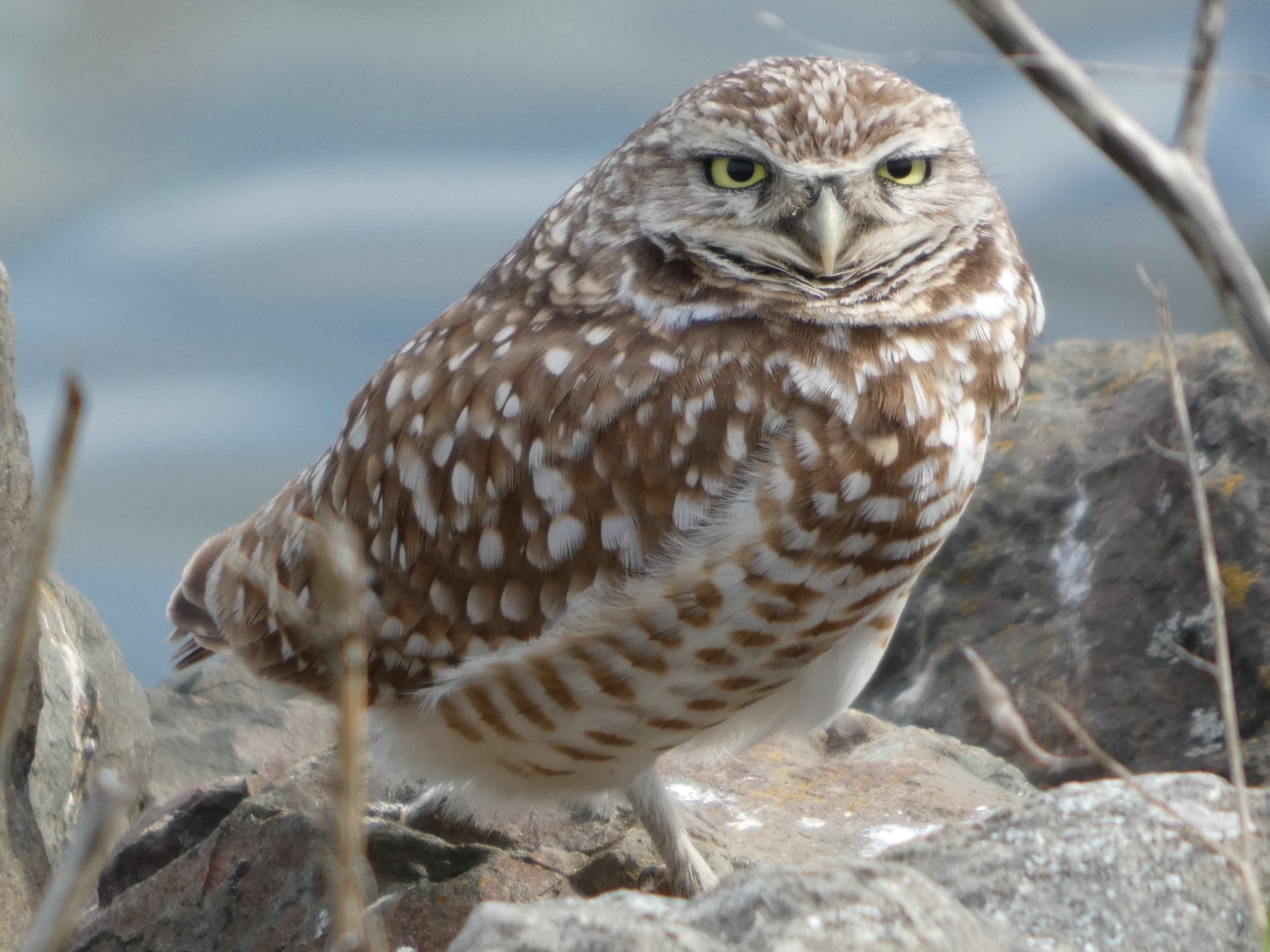 Burrowing Owl