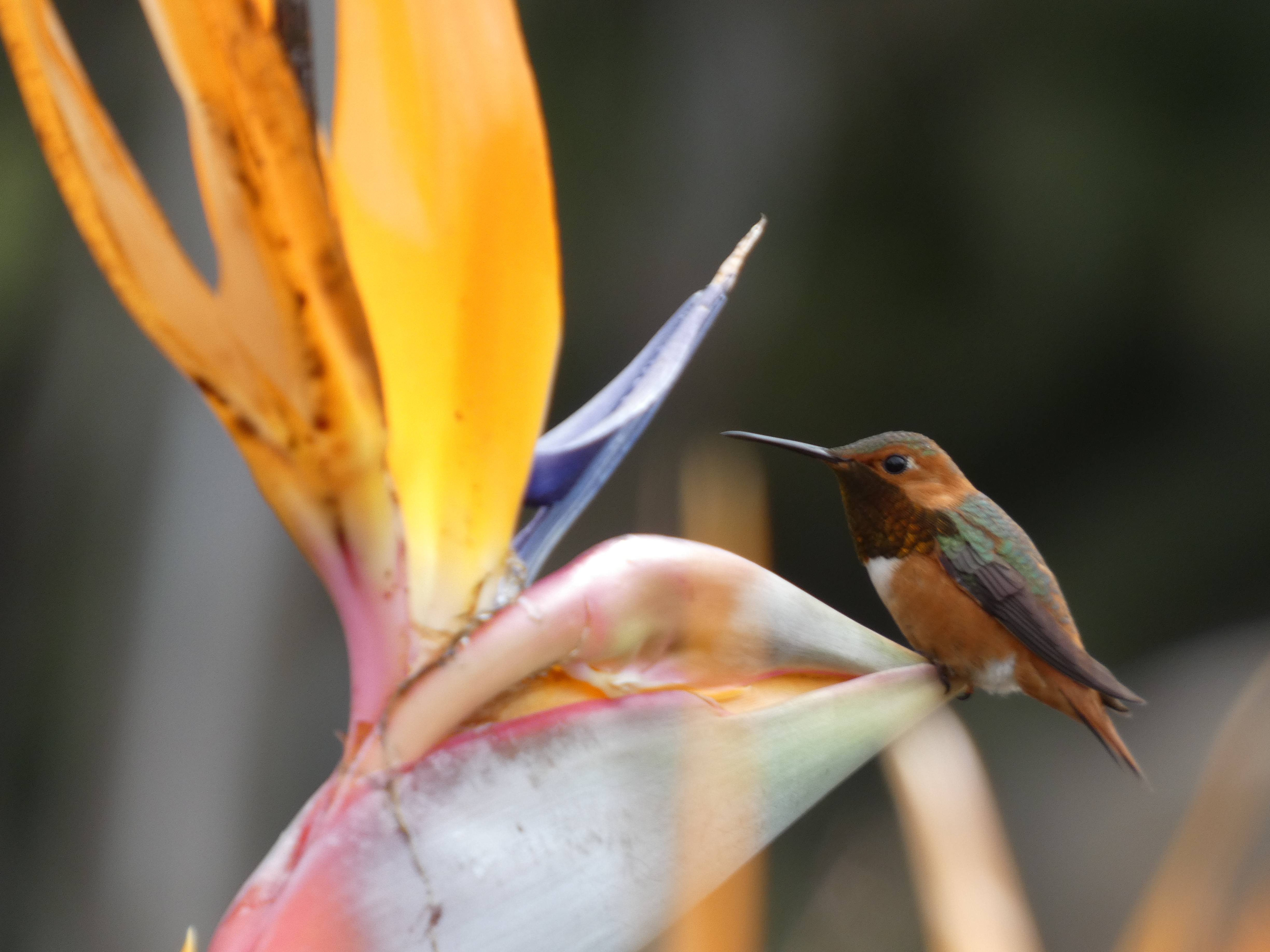 Perching on a bird of paradise