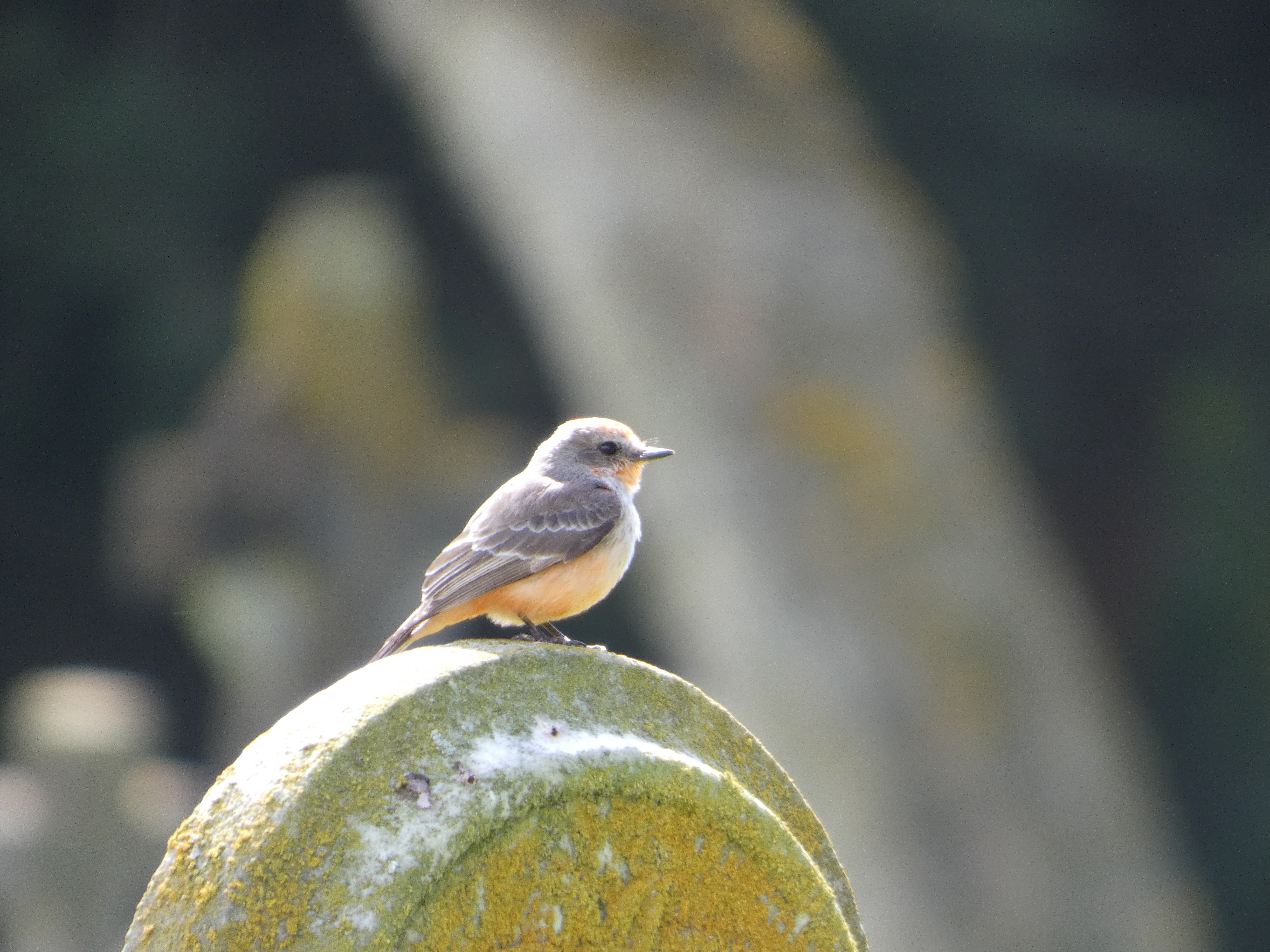 Vermilion Flycatcher