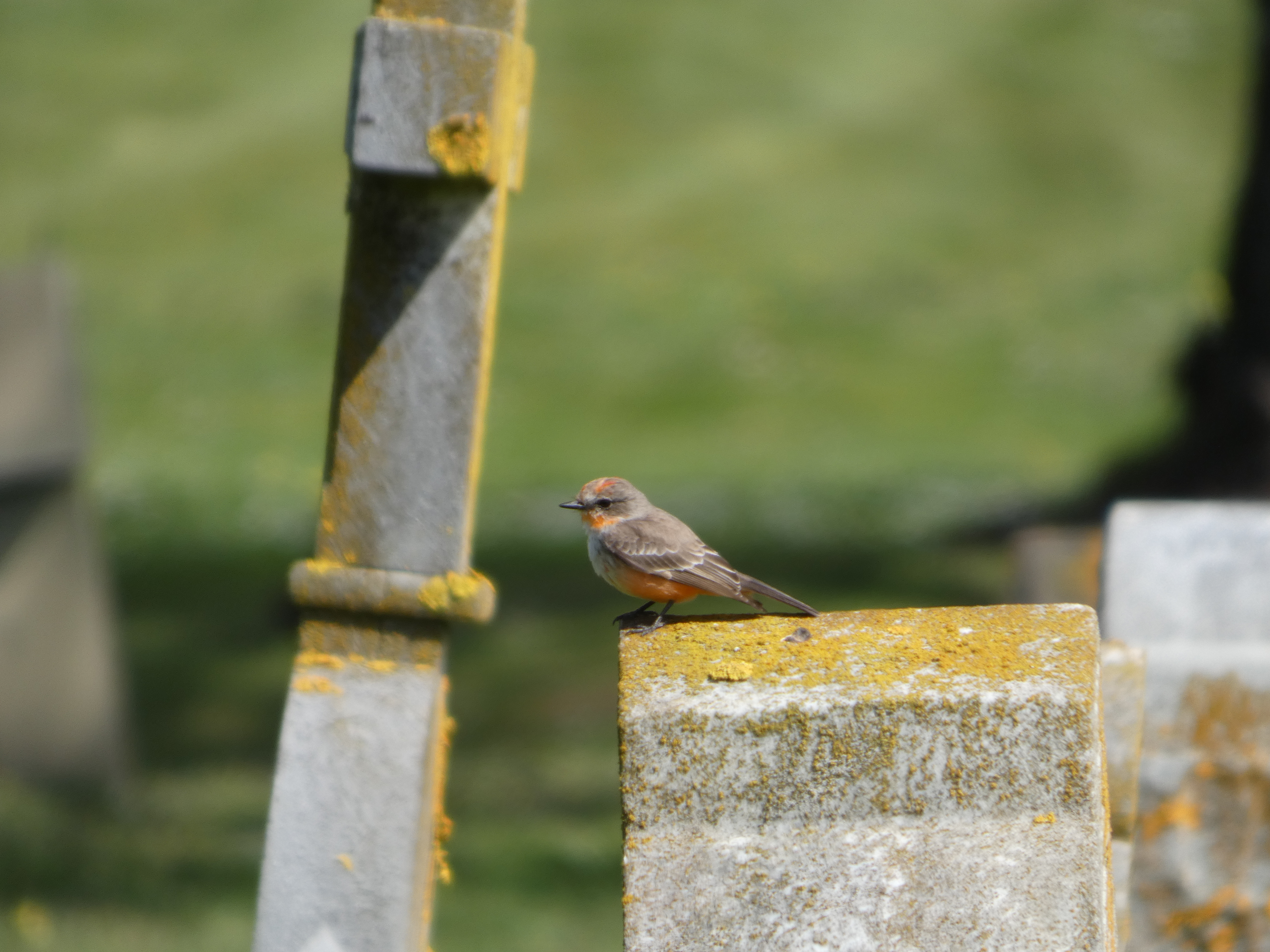 Vermilion Flycatcher