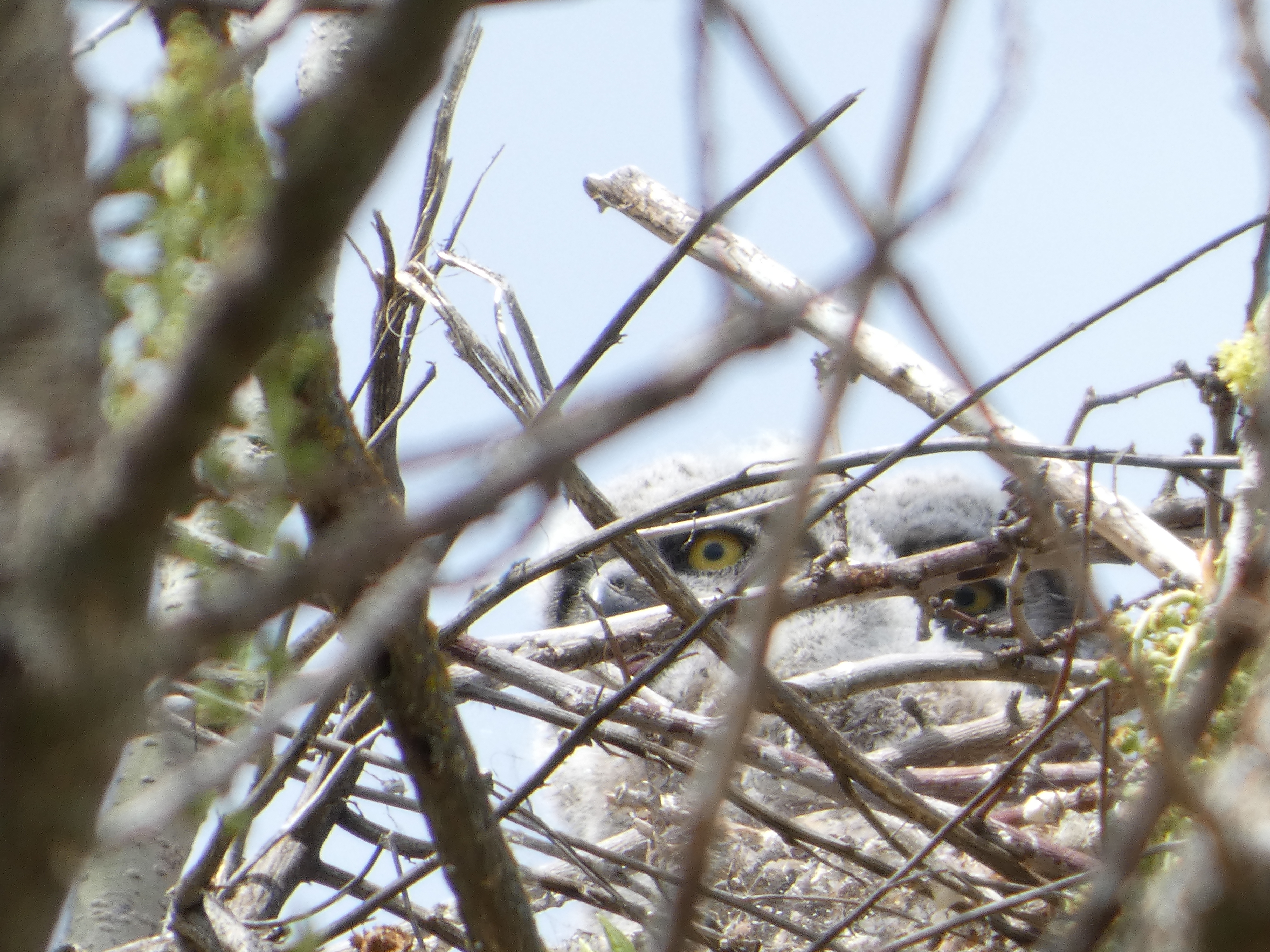 Great Horned Owlets