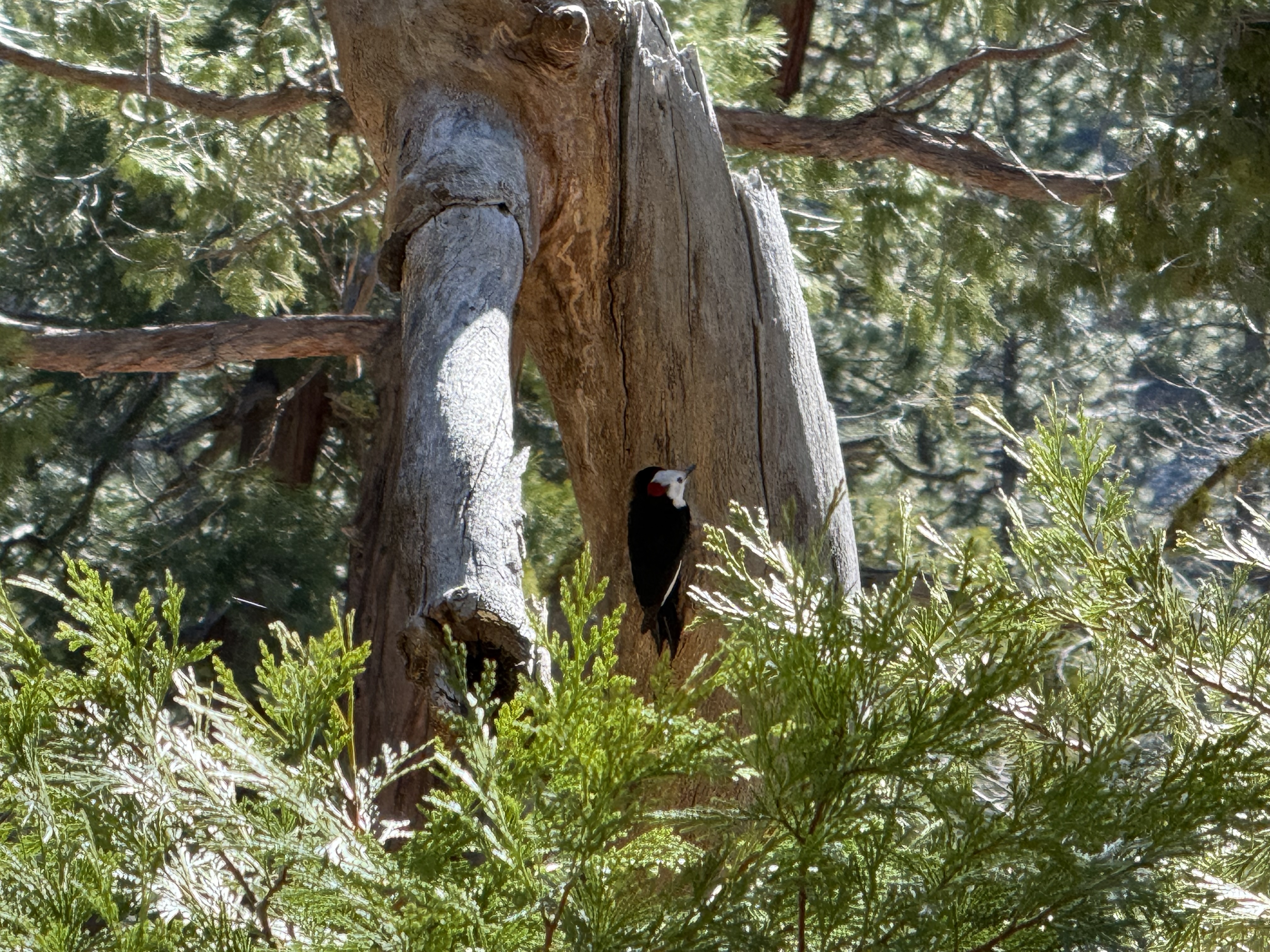 White-headed Woodpecker