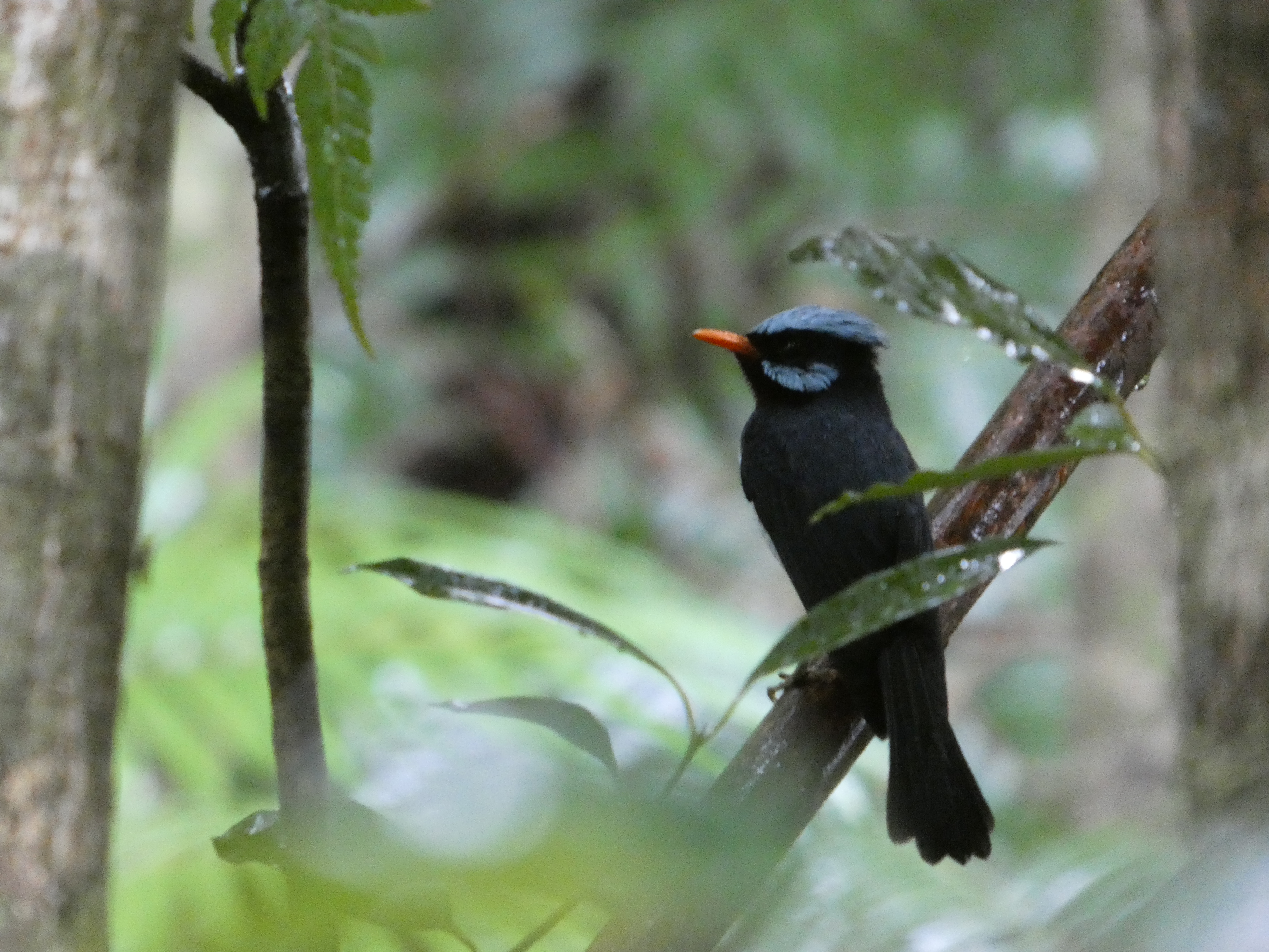 Azure Crested Flycatcher