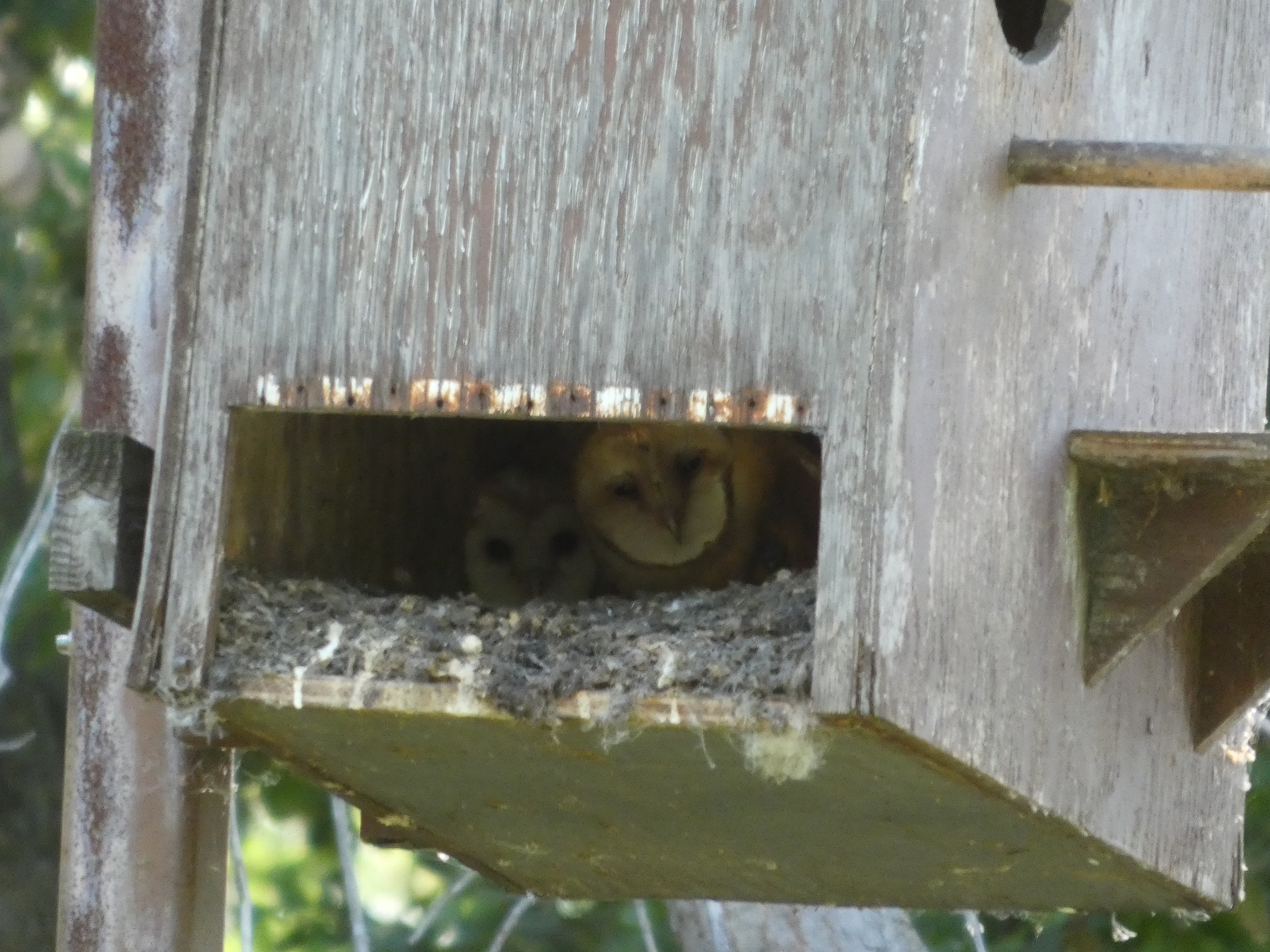 Barn Owl