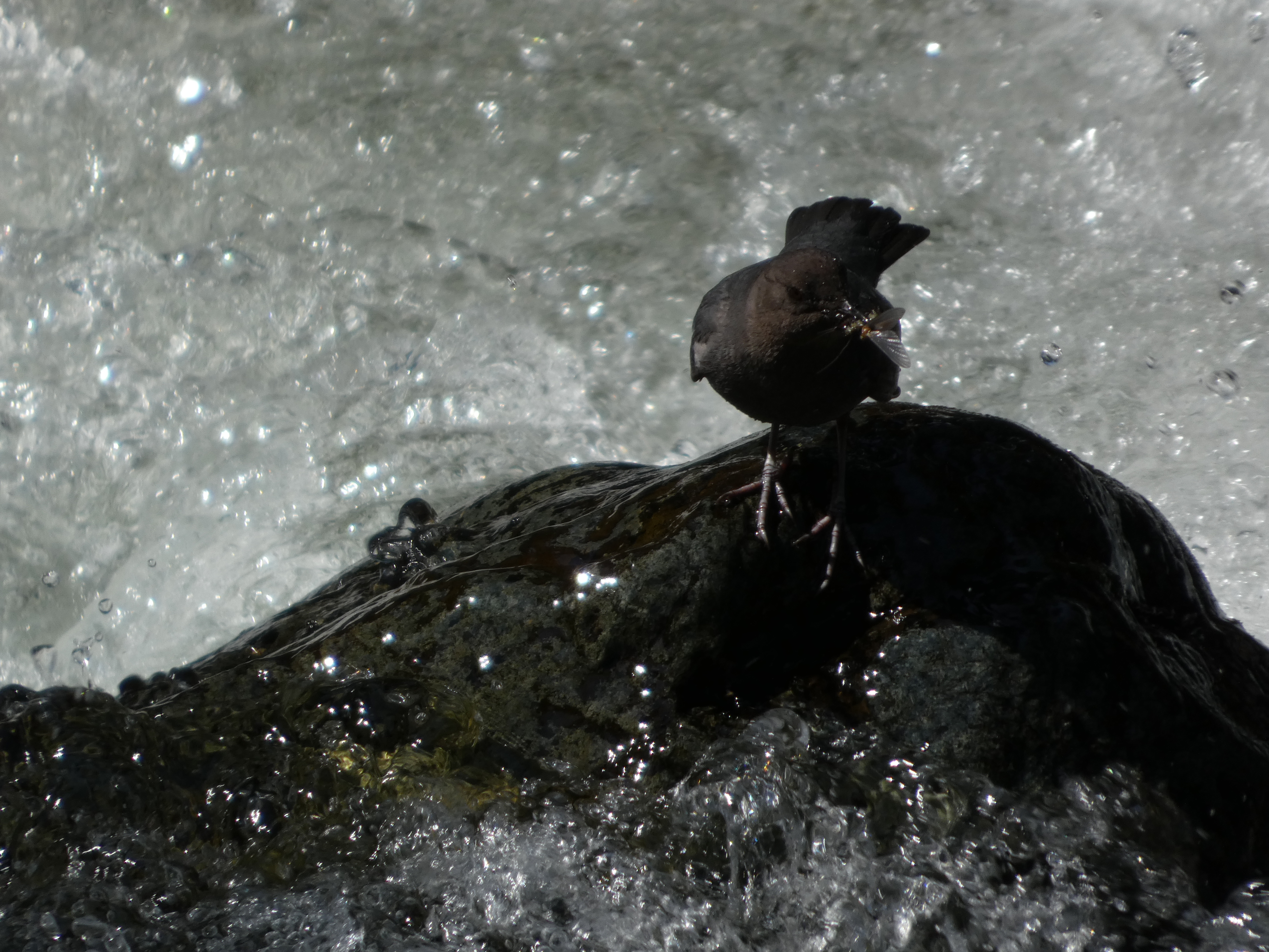 American Dipper