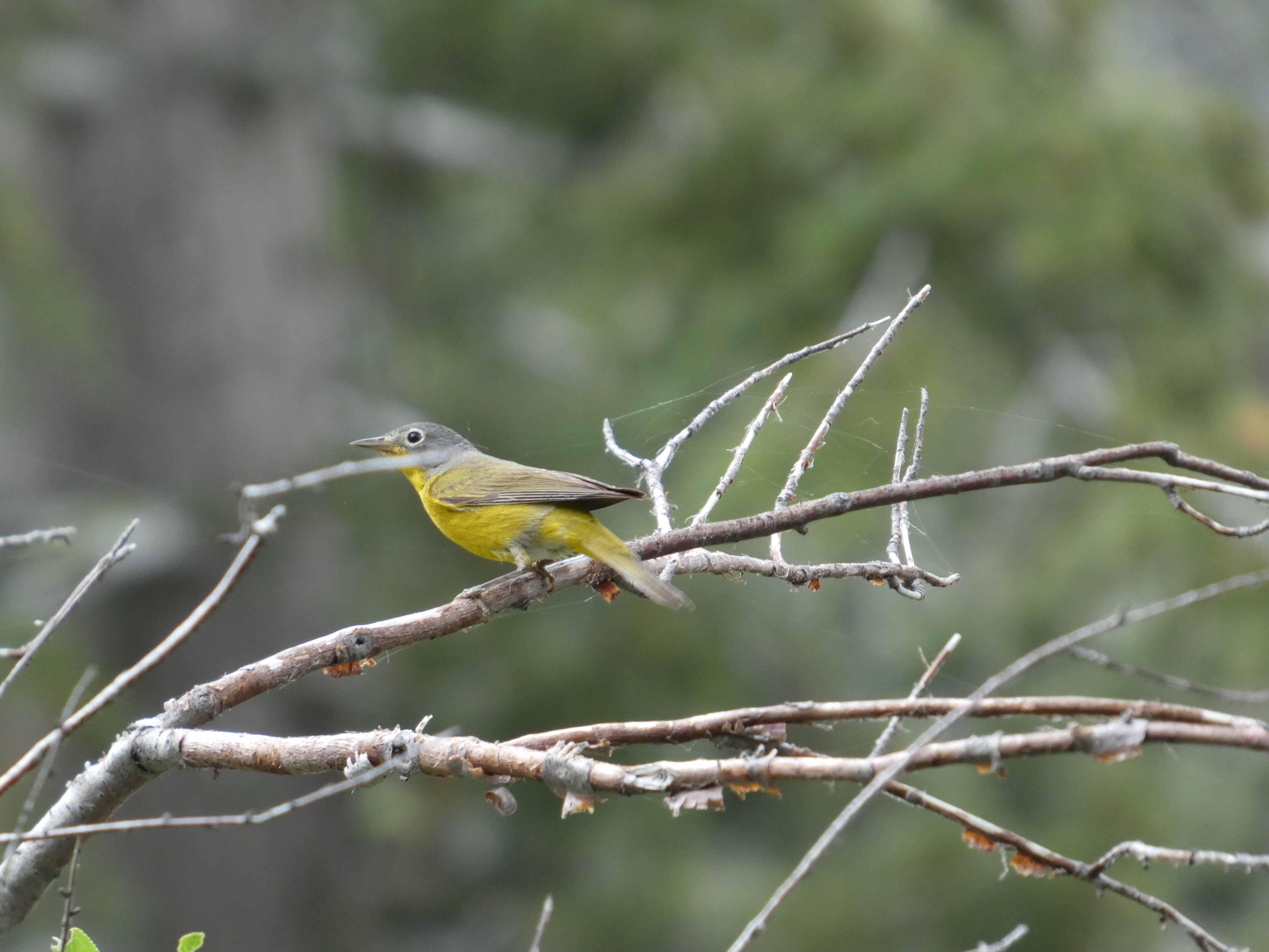 Nashville Warbler