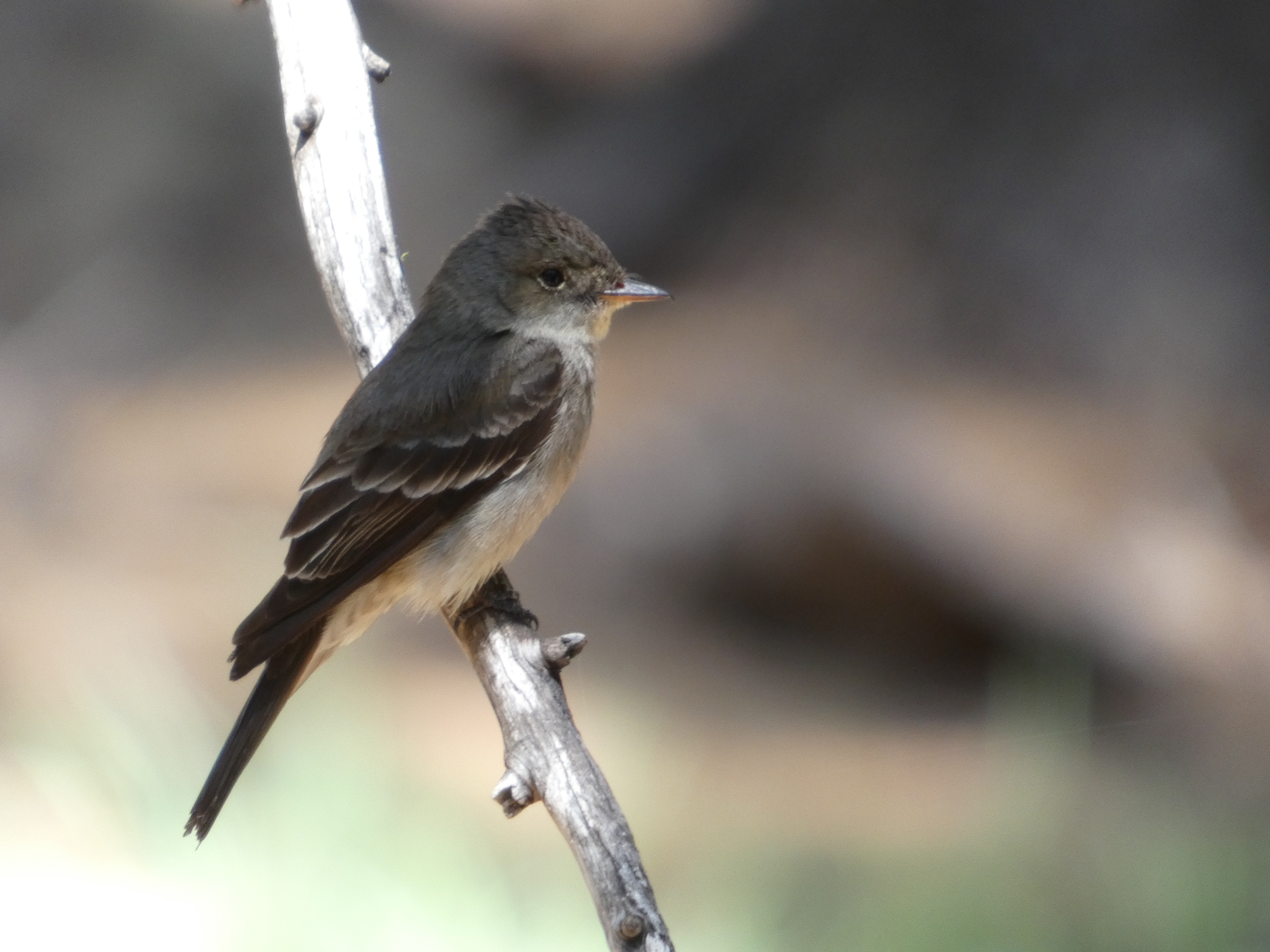 Western Wood Pewee