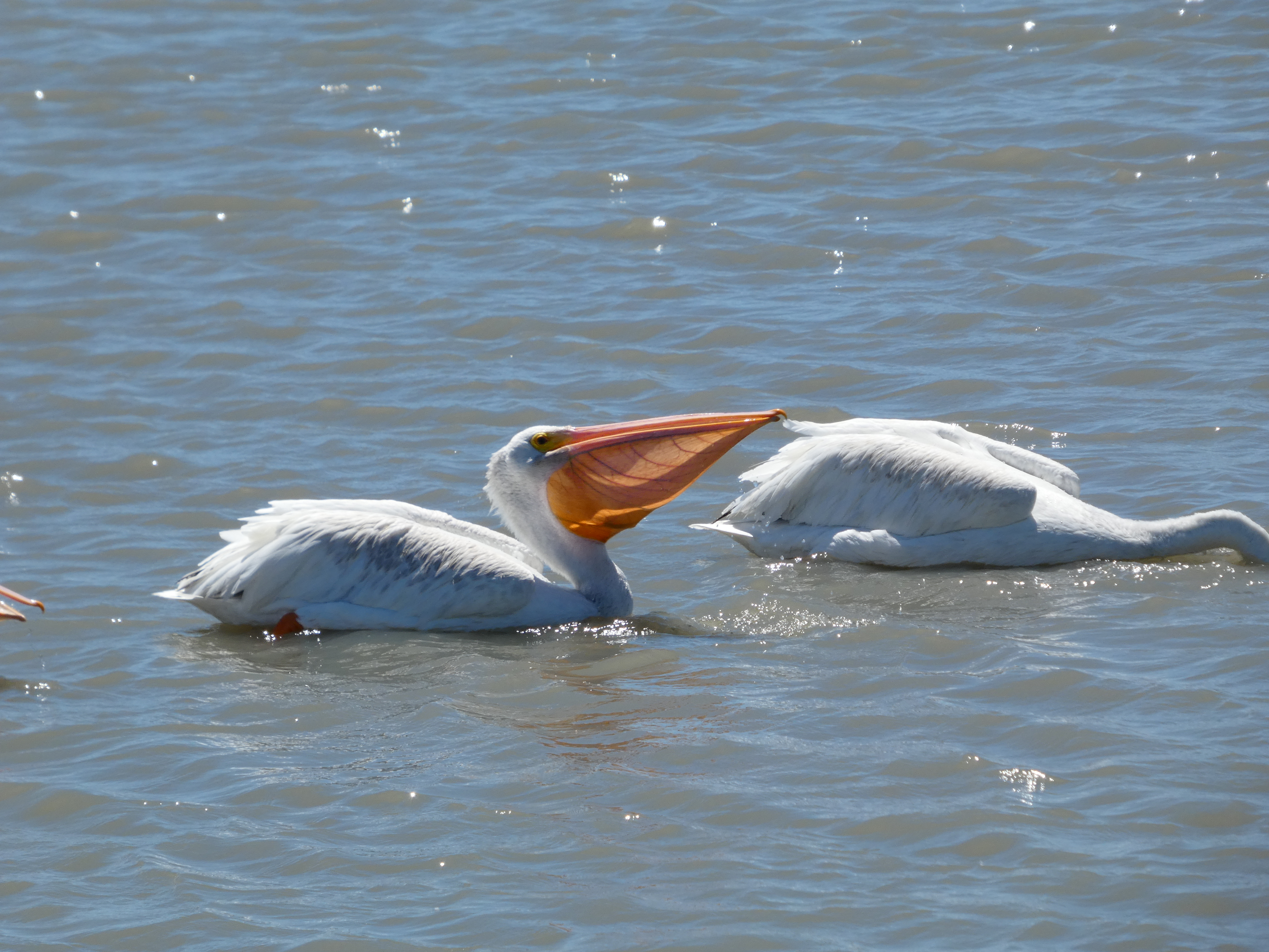 American white pelican