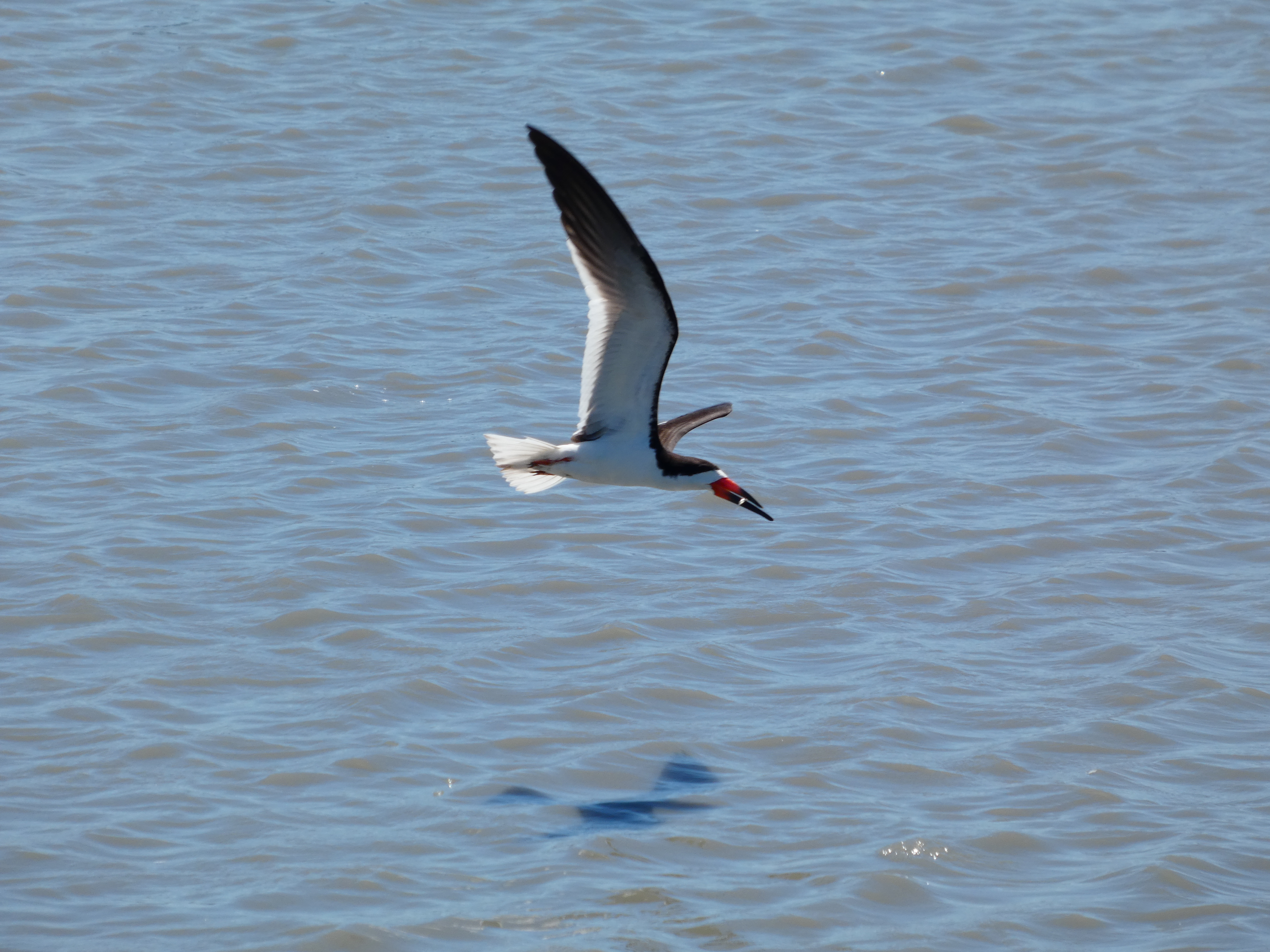 Black Skimmer with fish