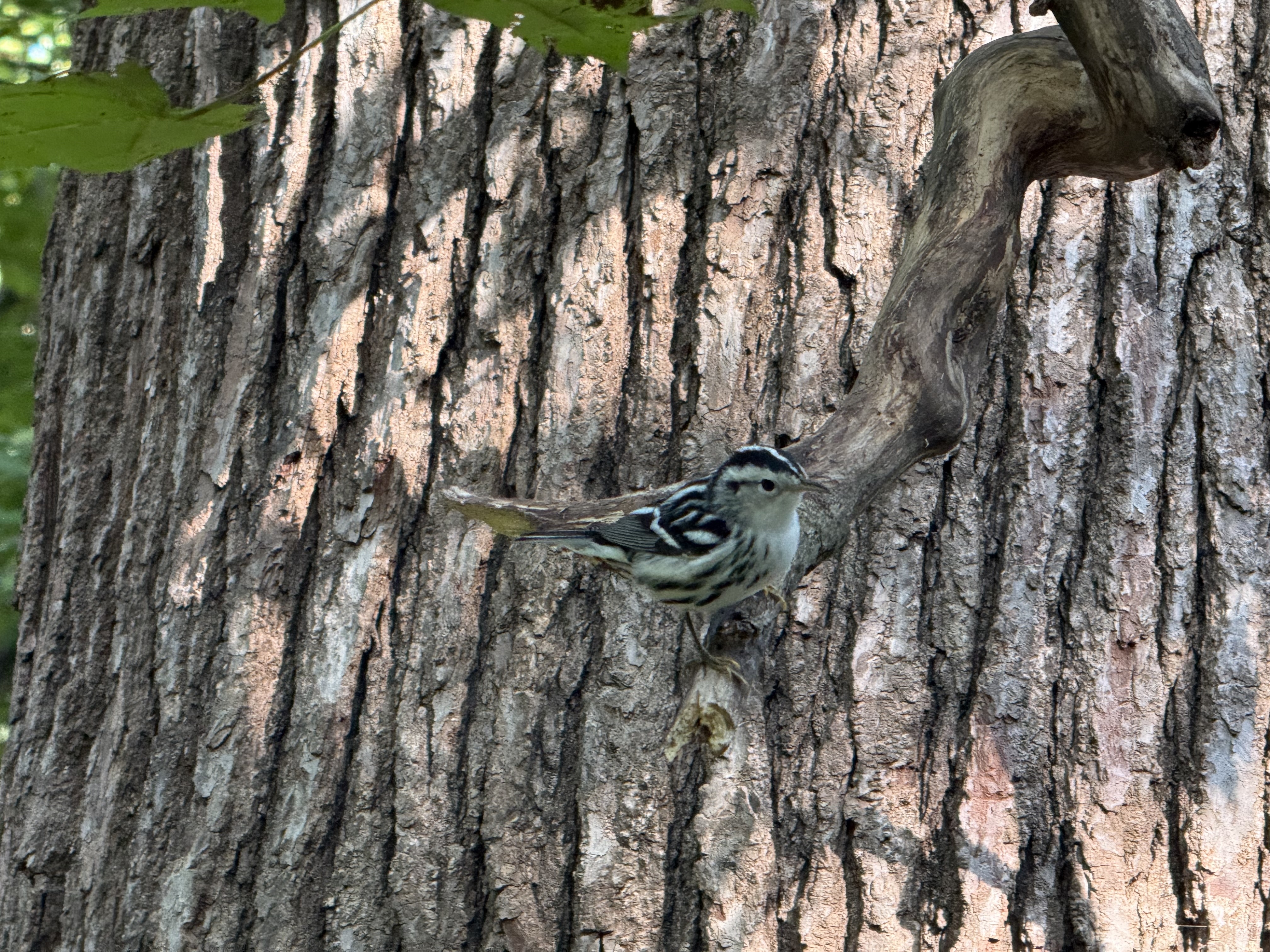 Black-and-white warbler