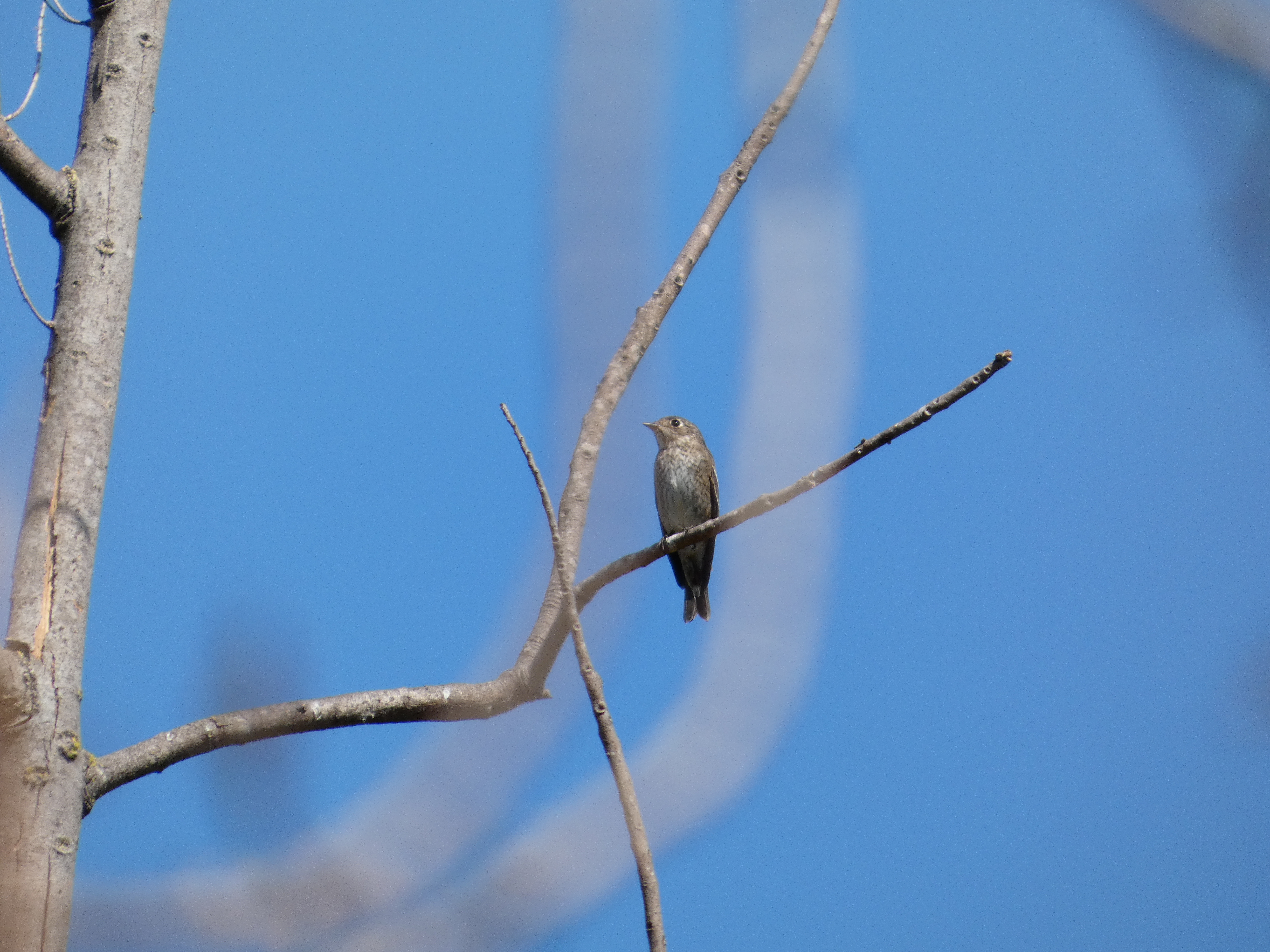 Dark-sided flycatcher