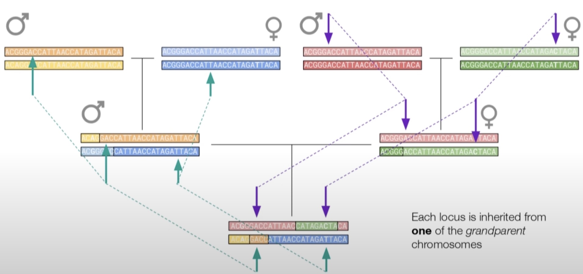 recombination